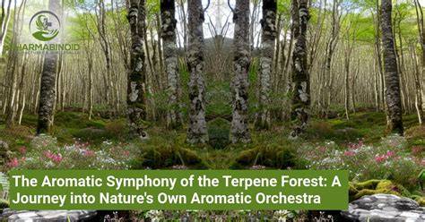 Image of Aromatic Symphony