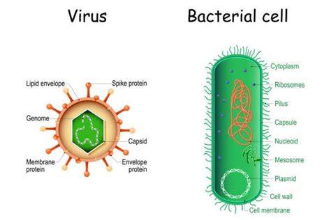 Melawan Bakteri dan virus