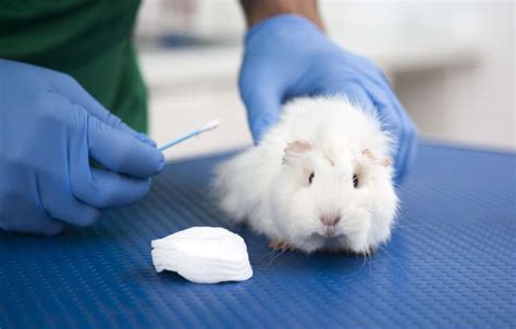 The European Union's Ban on Animal Testing