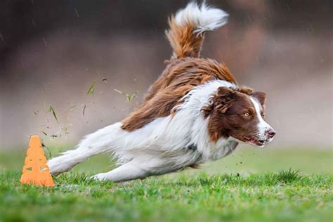 Regular Exercise and Play in Puppies