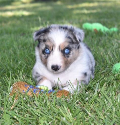 Bright and Sparkling Eyes in Puppies