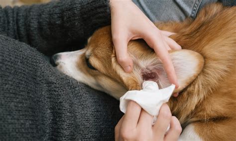 Healthy and Clean Ears in Puppies