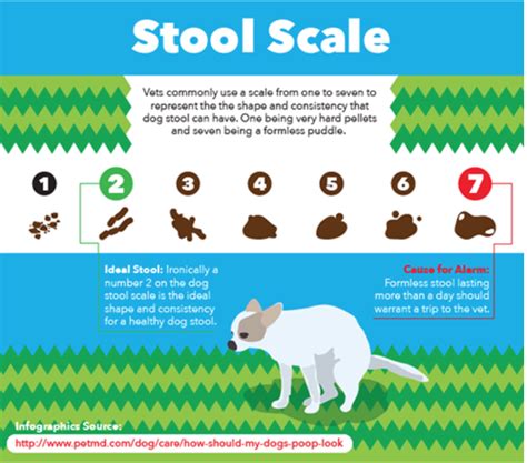 Healthy Bowel Movements in Puppies