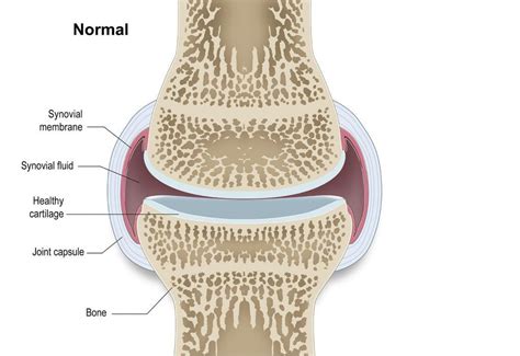 Healthy Joints and Joints in Puppies