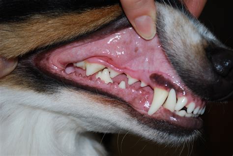 Healthy Teeth in Puppies