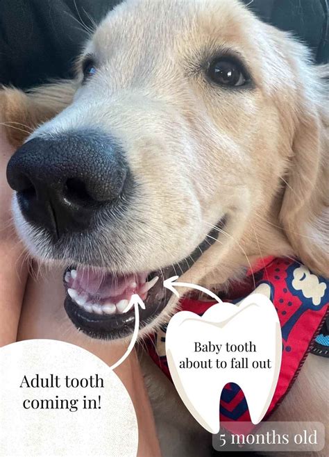 Healthy Teeth in Puppies