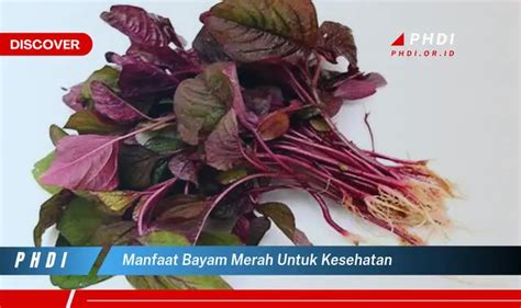 Manfaat Bayam Merah Menjaga Kesehatan Jantung