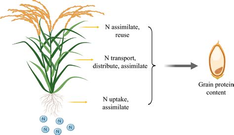 Nutrient Rich Grains