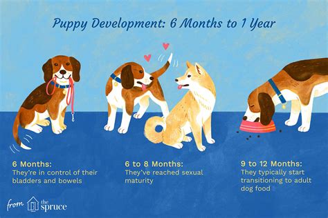 Proper Growth and Development in Puppies