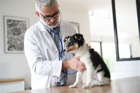Regular Veterinary Care in Puppies