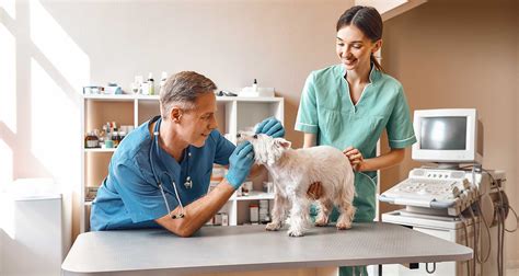 Regular Veterinary Care in Puppies