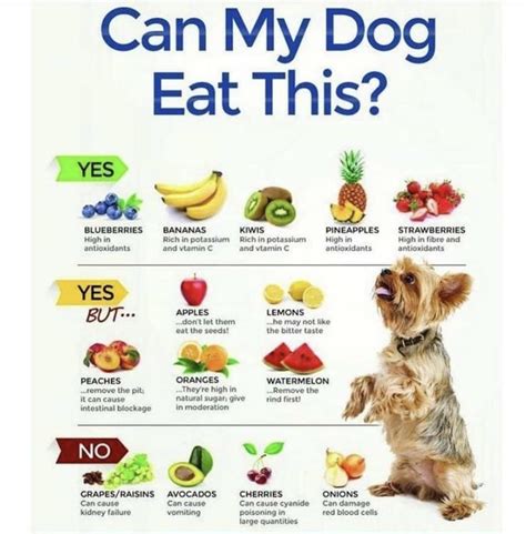 Regular Eating and Drinking Patterns in Puppies