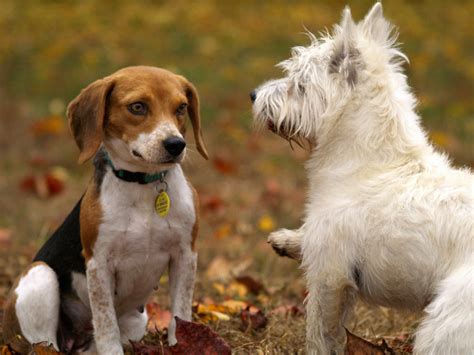 Social Behavior in Puppies